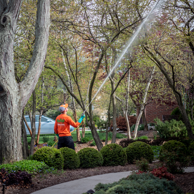 timback Trusted Arborist