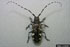 Asian Longhorned Beetle