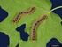 Forest Tent Caterpillar