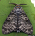 Gypsy Moth