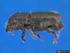 Ips Beetle