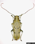 Linden Borer
