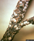 Scale Insects