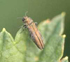 lShade Tree Borer