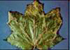 Anthracnose