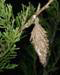 Bagworm
