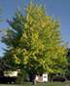 Chlorosis