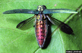 Emerald Ash Borer
