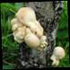 Fungi