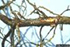 Root Rot